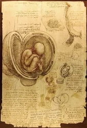 Studies of Embryos